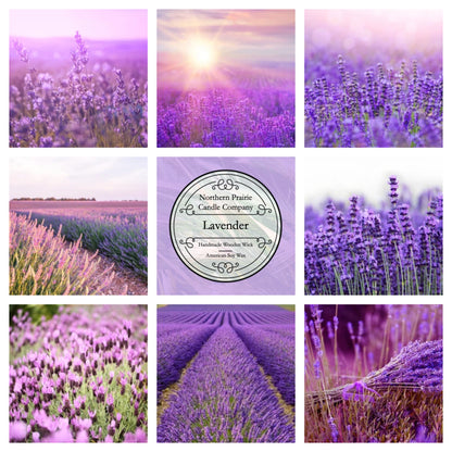 Lavender